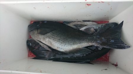 しば渡船 釣果