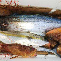 第二龍勢丸 釣果