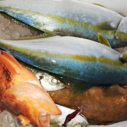 第二龍勢丸 釣果