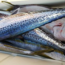 第二龍勢丸 釣果