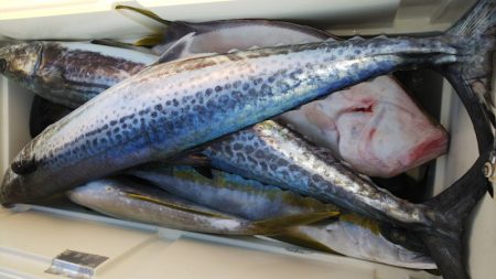 第二龍勢丸 釣果