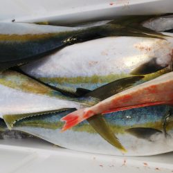 第二龍勢丸 釣果