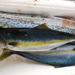 第二龍勢丸 釣果