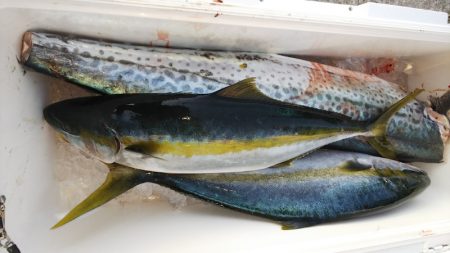 第二龍勢丸 釣果