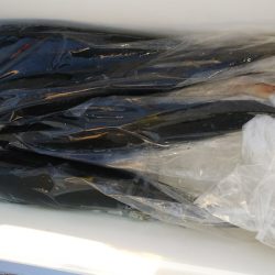 第二龍勢丸 釣果