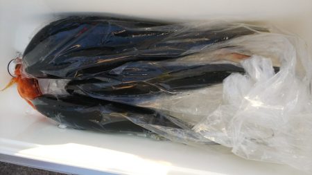 第二龍勢丸 釣果