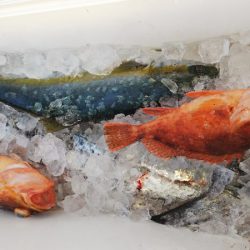 第二龍勢丸 釣果