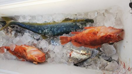 第二龍勢丸 釣果