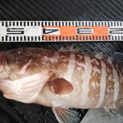 第二龍勢丸 釣果