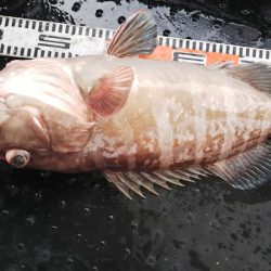 第二龍勢丸 釣果