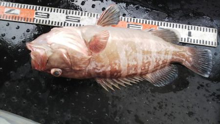 第二龍勢丸 釣果