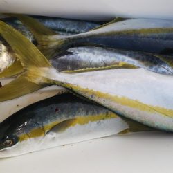 第二龍勢丸 釣果