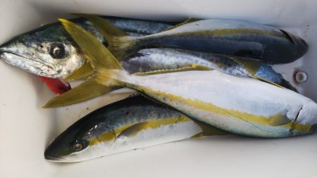 第二龍勢丸 釣果