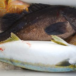 第二龍勢丸 釣果