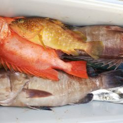 第二龍勢丸 釣果