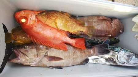 第二龍勢丸 釣果