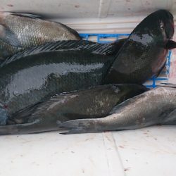 しば渡船 釣果