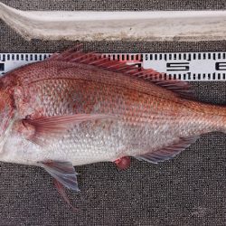 ARCADIAⅡ （アルカディアⅡ） 釣果