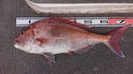 ARCADIAⅡ （アルカディアⅡ） 釣果