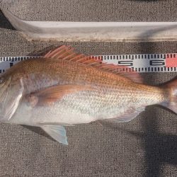 ARCADIAⅡ （アルカディアⅡ） 釣果