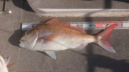 ARCADIAⅡ （アルカディアⅡ） 釣果