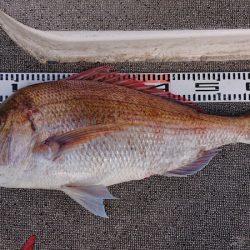 ARCADIAⅡ （アルカディアⅡ） 釣果