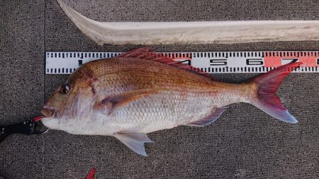 ARCADIAⅡ （アルカディアⅡ） 釣果