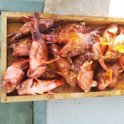 岡田釣船 八英丸 釣果