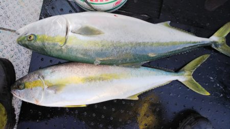 第二龍勢丸 釣果