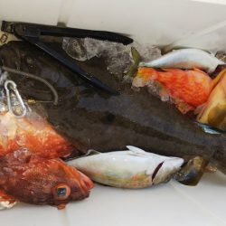 第二龍勢丸 釣果