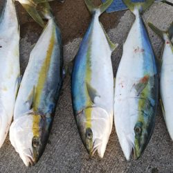 第二龍勢丸 釣果