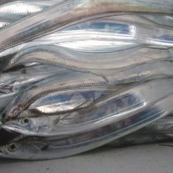 小島丸 釣果