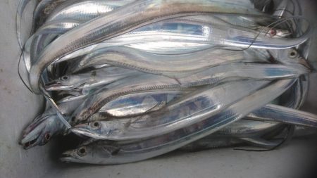 小島丸 釣果