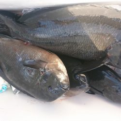 しば渡船 釣果