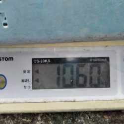 LUSTER『ラスター』 釣果