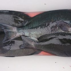 しば渡船 釣果