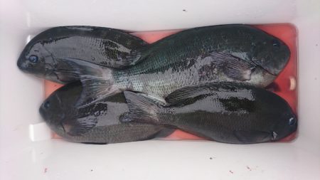 しば渡船 釣果