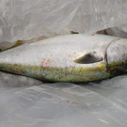 第二龍勢丸 釣果