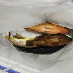 第二龍勢丸 釣果