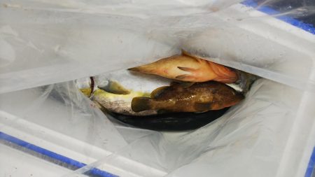 第二龍勢丸 釣果