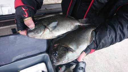 しば渡船 釣果