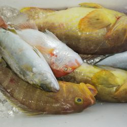 第二龍勢丸 釣果