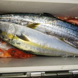 第二龍勢丸 釣果