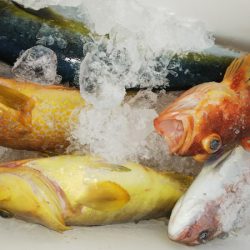 第二龍勢丸 釣果