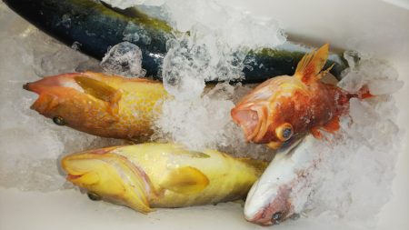 第二龍勢丸 釣果