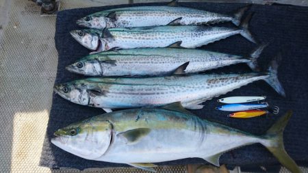 ランスルー 釣果