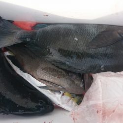しば渡船 釣果