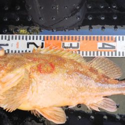 第二龍勢丸 釣果