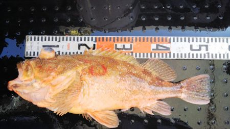 第二龍勢丸 釣果