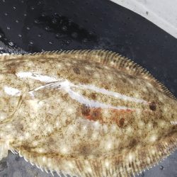 第二龍勢丸 釣果